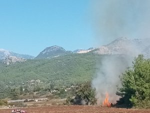 Antalya’da Zeytinlikte Yangın