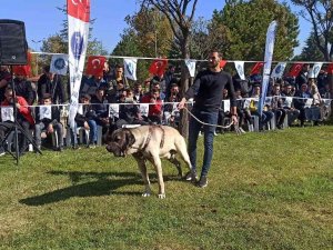 Türk Çoban Köpekleri Podyuma Çıktı