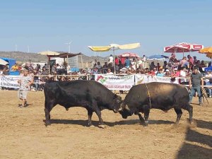 Datça’da Boğa Güreşleri Nefes Kesti