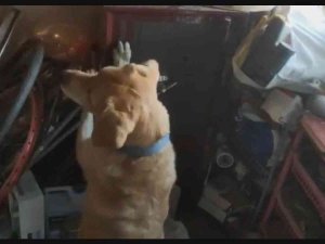 Çelik Kasaya Saklanmış Uyuşturucuyu Narkotik Köpeği Buldu