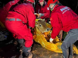 Yamaçtan Düştüğü Yerde Mahsur Kalan İneği Akut Kurtardı