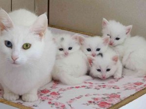 Van Kedilerinin 3’üncü Parti Doğumları Son Buldu