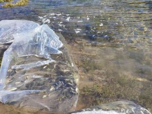 Gediz’de Göletlere 200 Bin Sazan Bırakıldı