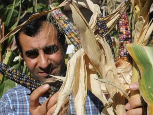 Diyarbakırlı Girişimci, Bir Avuç Kızılderili Tohumuyla Rengarenk Mısırlar Üretti