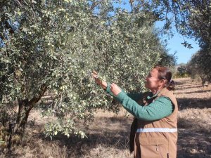 Uzmanından Uyarı: "Ağacın Dibine Düşen Zeytinleri Toplamayın"