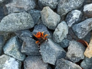 Elazığ’da Zehirli Uğur Böceği Görüntülendi