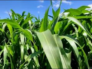 İ̇lk Defa Ekilen Şeker Sorgumu Yem İhtiyacını Karşılayacak