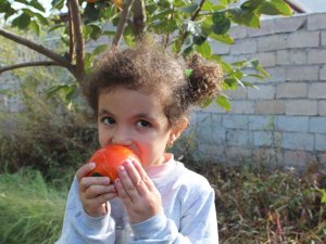 Iğdır’da İlk Defa Cennet Hurması Yetiştirildi, Hasadı Yüz Güldürdü