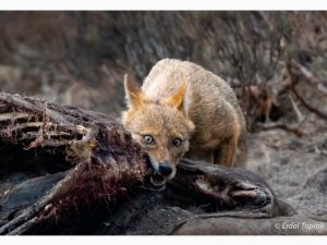 Çakal Avını Böyle Parçaladı