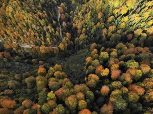 Eşsiz Manzarayı Görmek İçin Canlı Ağaç Müzesine Akın Ettiler