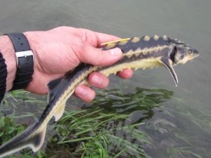 Uluslararası Karadeniz Günü’nde Nesli Tehlike Altındaki ‘Mersin Balıkları’ Hatırlatıldı