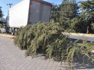 Ağacı Kökünden Sökerek Durabildi, Büyük Bir Kazanın Eşiğinden Dönüldü