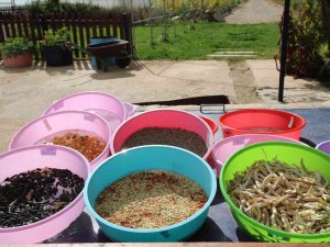 2023 Yılının Ata Tohumları Dağıtıma Hazırlanıyor