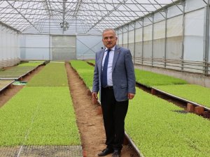 Ordu’nun Fide Üretim Merkezi