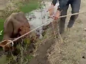 Yüksekova’da Bataklığa Saplanan İneği İtfaiye Ekipleri Kurtardı