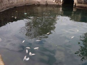 Denize Dökülen Balıklar Tedirginliğe Yol Açtı