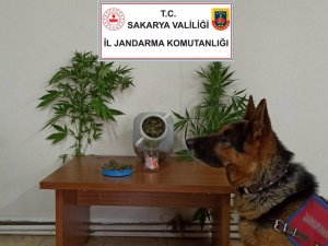 Jandarmadan Uyuşturucu Operasyonu: 1 Gözaltı