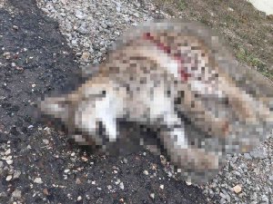 Daday’da 1 Haftada 2 Vaşak Ölü Bulundu