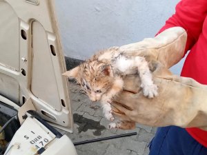Otomobilin Motor Bölümünde Sıkışan Kedi Yavrusunu İtfaiye Kurtardı