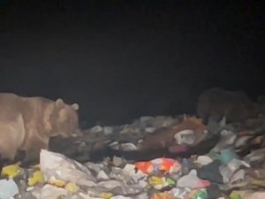 Sarıkamış’ta Ayılar Kış Uykusu Öncesi Besin Depoluyor