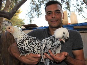 Bu Tavukların Yumurtası Yurt İçinde 80, Yurt Dışında 150 Lira