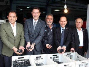 Güney Marmara Zeytininde Hasat Zamanı