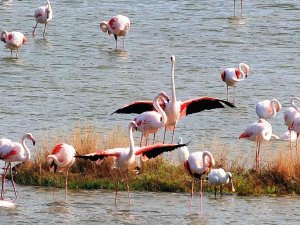 Kuş Oteli’ndeki Flamingo Sayısı Bin 250’ye Ulaştı.