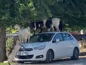 Elazığ’da Keçiler Otomobilin Üzerine Çıkarak Yaprak Yedi