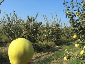 Dalların Altın Sarısındaki Yüksek Verim Üreticinin Yüzünü Güldürdü