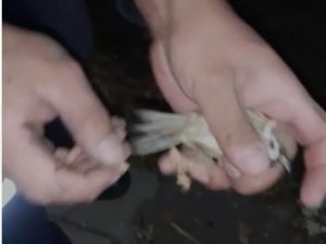 Yangın Merdivenlerinin Boşluğunda Sıkışan Kuşu İtfaiye Ekipleri Kurtardı