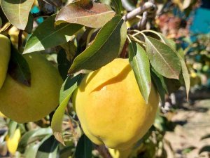 Sungurlu’da Armut Hasadı Başladı