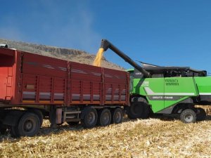 Kulu’da Dane Mısır Hasadına Başlandı