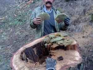 Kestiği Ağacın Kovuğunda Çıkan Bal Şaşırttı