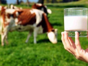 Çiğ Süt Destekleme Ödemesi Yatırılmaya Başladı