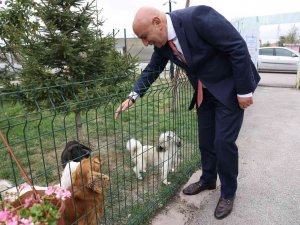 Keçiören Belediyesinden Sokak Hayvanlarına Bakım Ve Tedavi Çalışması