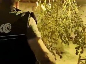 Aydın’da Narkotik Ekipleri Göz Açtırmıyor: 5 Gözaltı