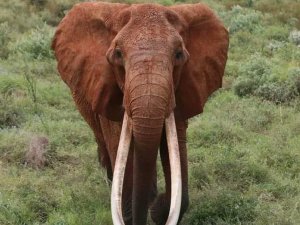 Afrika’nın En Büyük Tusker Cinsi Dişi Fili Olduğuna İnanılan ’Dida’ Öldü