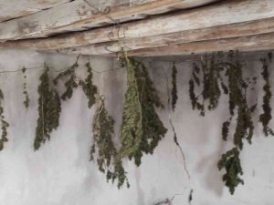 Çiftlik Evinde Hint Kenevirini Çamaşır Asar Gibi Asarak Kurutan Zanlılar Suçüstü Yakalandı