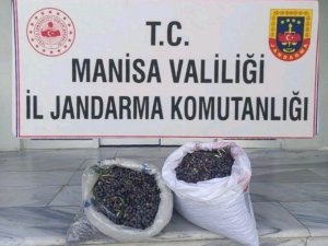 Zeytin Hırsızlığı Şüphelisini Kamera Kayıtları Yakalattı