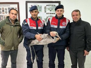 Artvin’de Jandarmadan Yaralı Turna Kuşuna Şefkat Eli