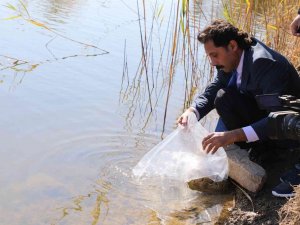 Eskişehir’de 903 Bin Adet Yavru Sazan Balığı Salımı Yapıldı