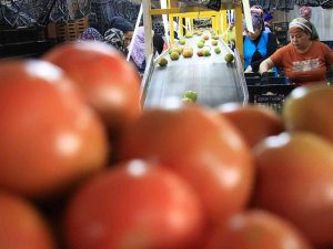 Avrupa’dan Talep Üstüne Talep Geliyor, Domates Üreticisinin Yüzü Gülüyor