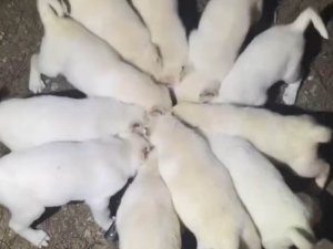 Yavru Akbaşların Aynı Kap İçerisinden Mama Yediği Anlar Görenleri Gülümsetti