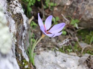 Dünyada Sadece Antalya’da Bulunan Olimpos Safranı Tehlike Altında
