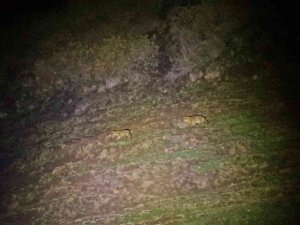 Kaplıca Keyfine Kurt Sürüsü Molası