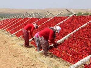 Sıcak Hava En Çok Onların Yüzünü Güldürüyor