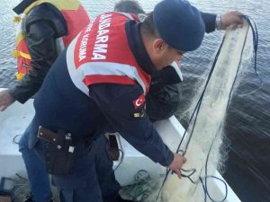 Kaçak Ağlar Jandarma Tarafından İmha Edildi