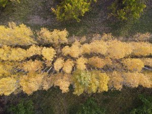Ağrı Dağı Eteklerindeki İ̇rem Bağları Renkleri İle Büyülüyor