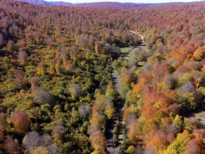 Hazan Renklerinin Hakim Olduğu Yenice Ormanları Görüntüsüyle Mest Ediyor