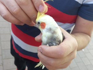Evden Kaçan Papağan, Okul Bahçesindeki Ağaçta Bulundu
